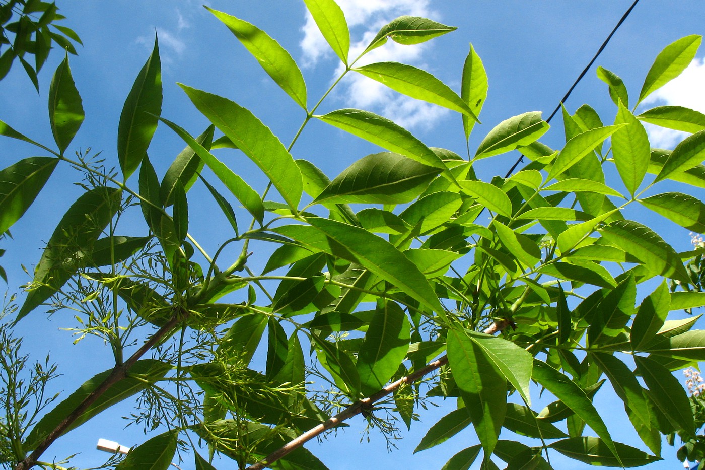 Image of Fraxinus pennsylvanica specimen.