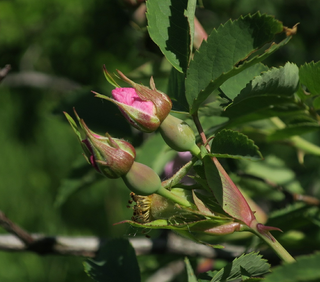 Изображение особи Rosa subafzeliana.