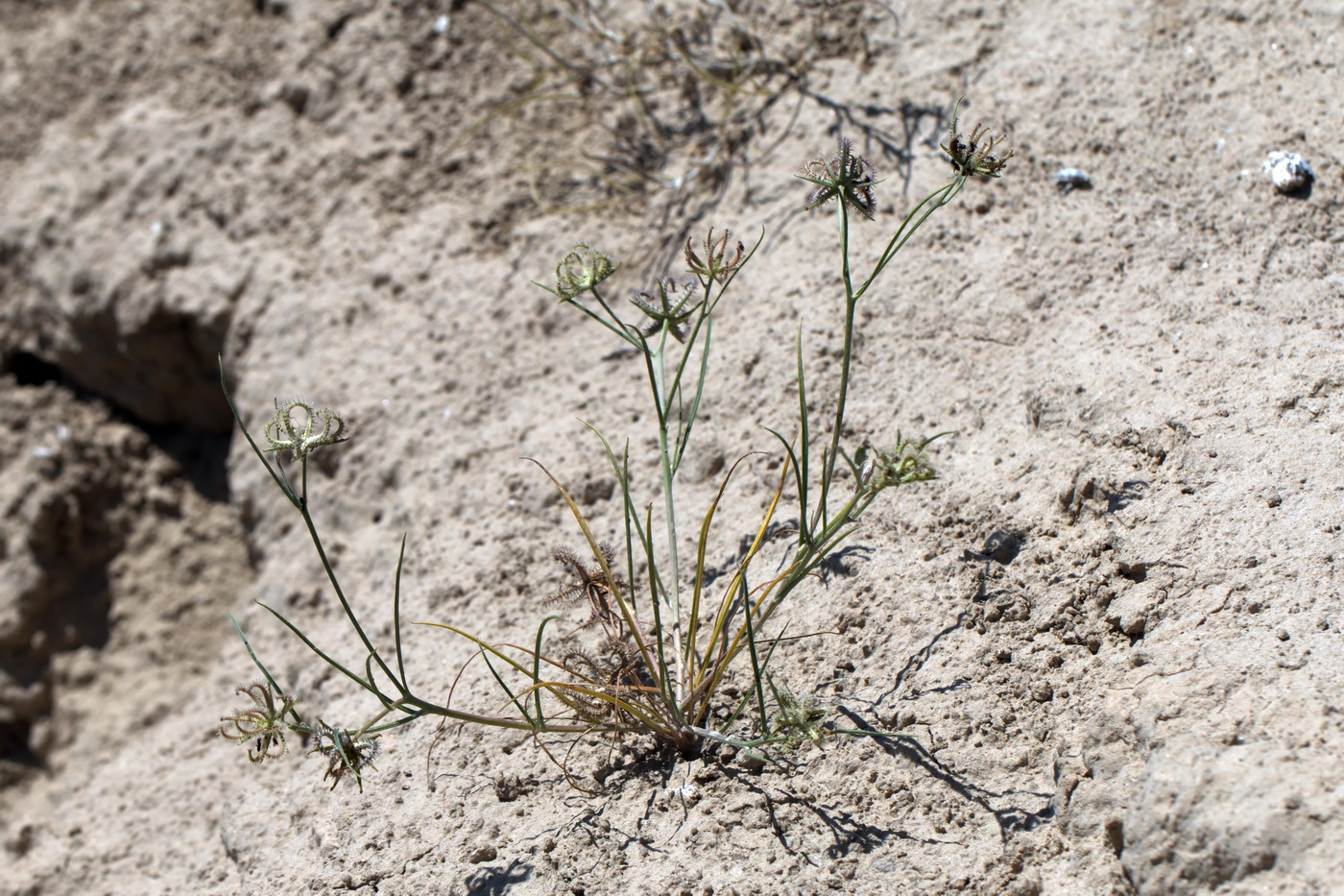 Image of Koelpinia linearis specimen.