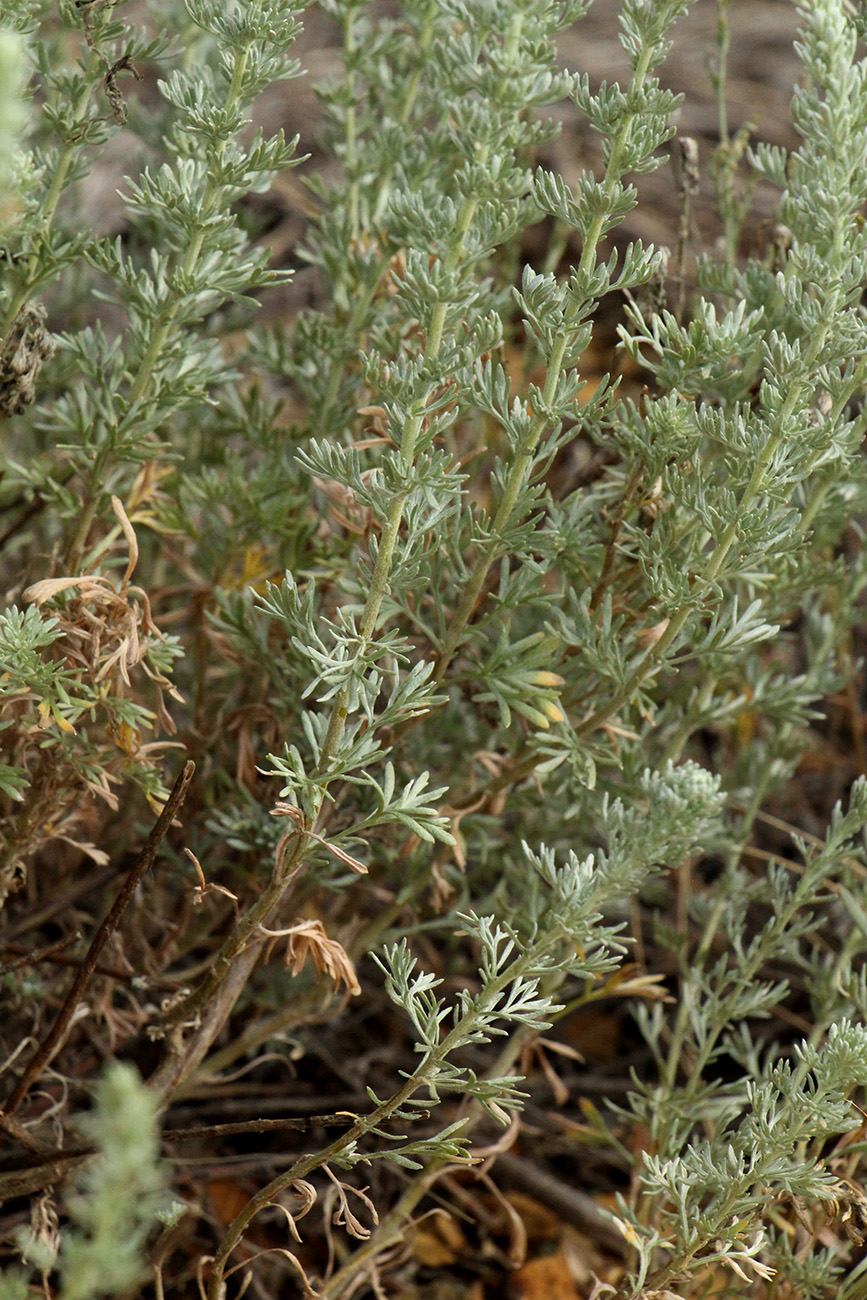 Изображение особи Artemisia frigida.