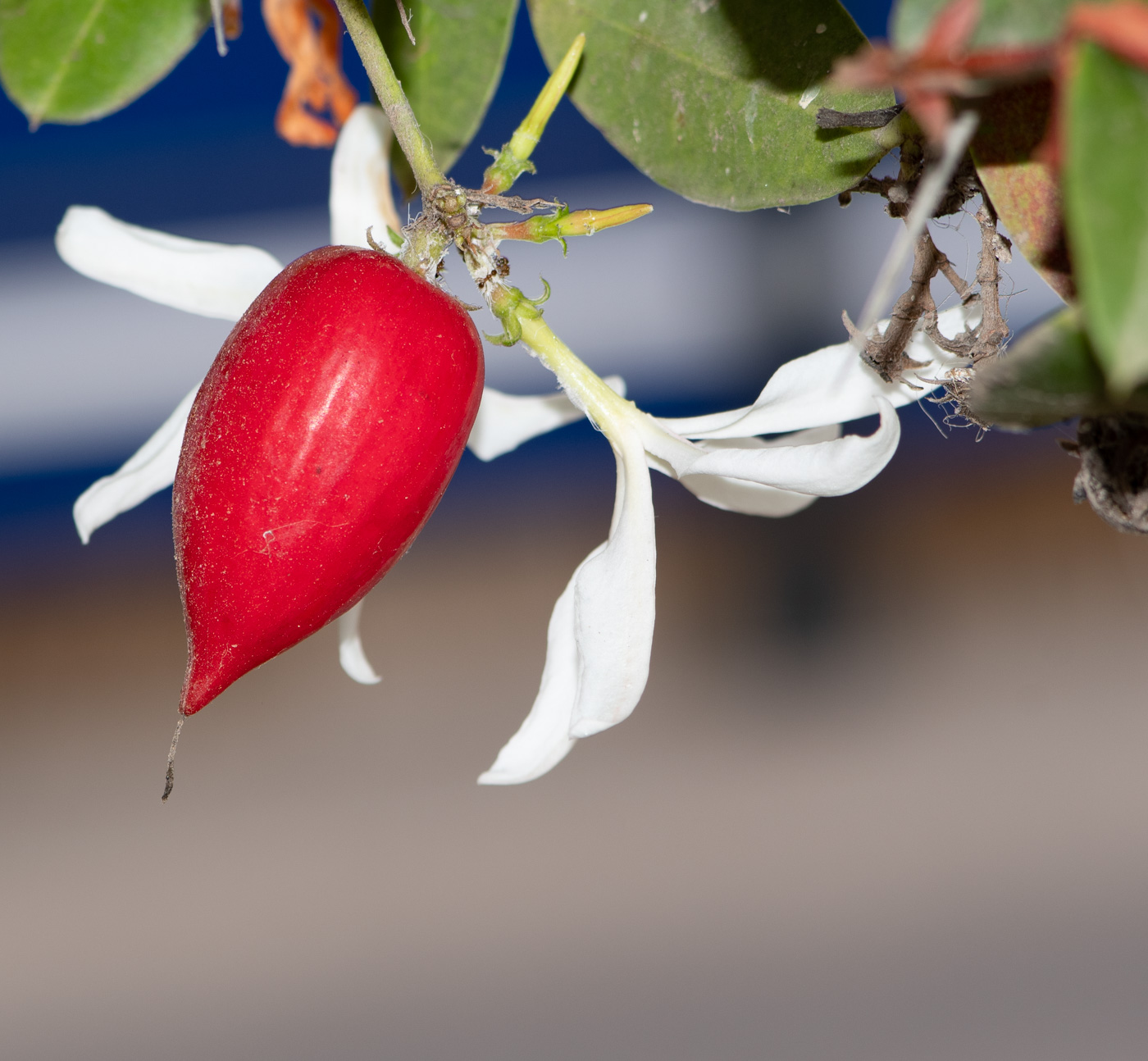 Image of Carissa macrocarpa specimen.