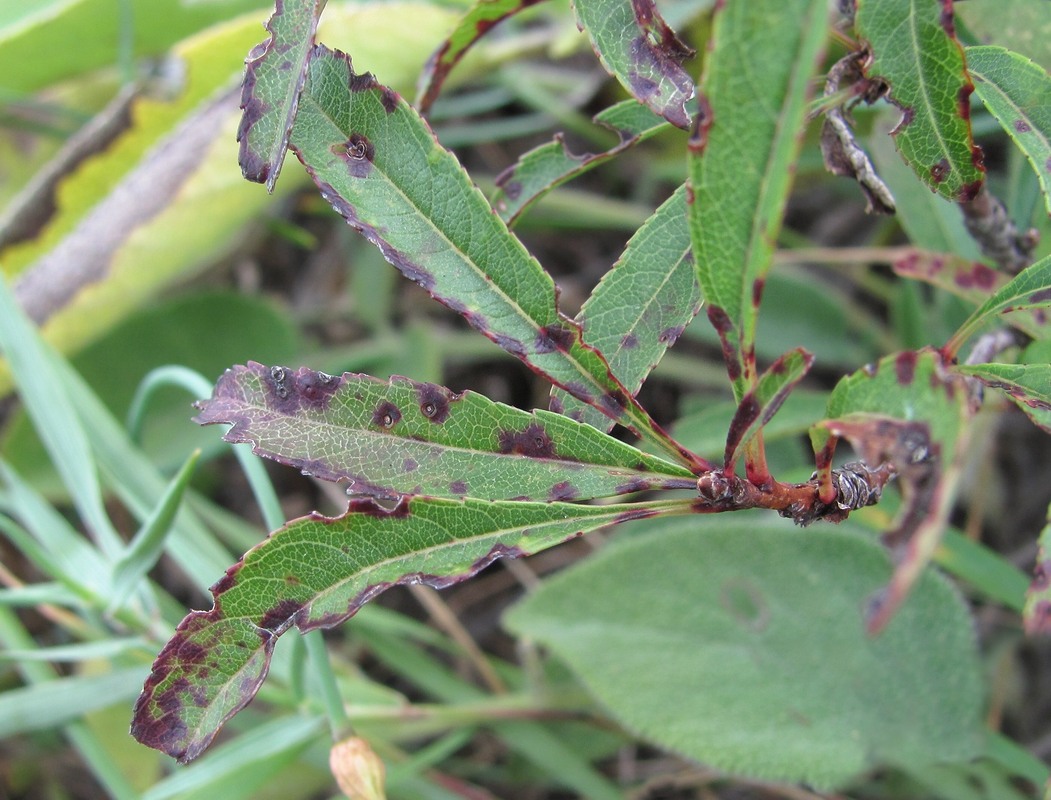 Image of Amygdalus nana specimen.