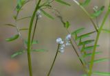 Vicia hirsuta