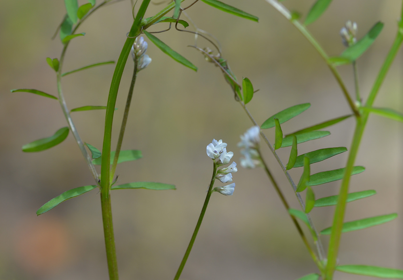 Image of Vicia hirsuta specimen.