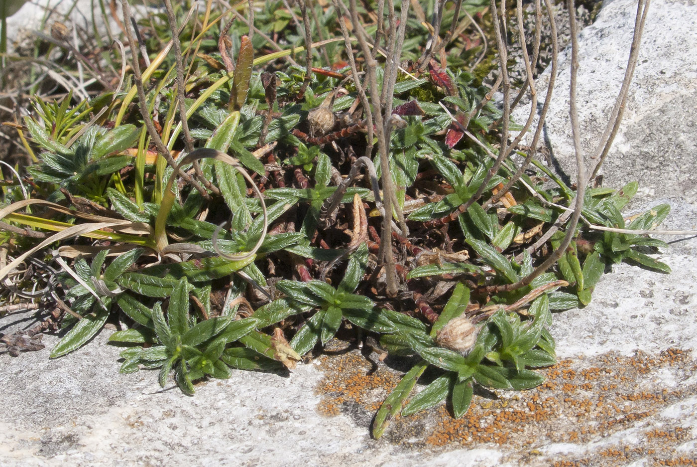 Изображение особи Helianthemum buschii.