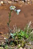 Cardamine uliginosa