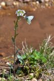 Cardamine uliginosa. Цветущее растение с кормящейся бабочкой-белянкой. Краснодарский край, Мостовский р-н, окр. пос. Кировский, западный край хр. Малый Бамбак (в р-не горы Шапка), 1730 м н.у.м., заболоченный субальпийский луг. 21.05.2019.