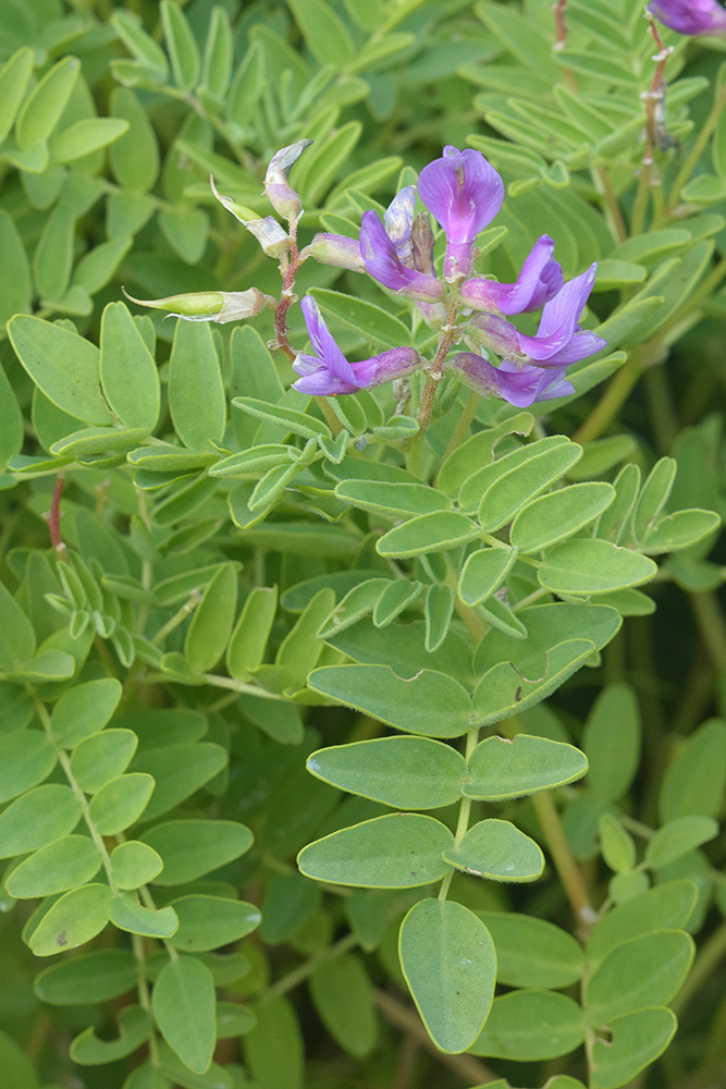 Изображение особи Astragalus japonicus.