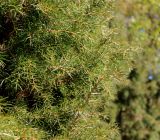 Juniperus rigida. Хвоя. Приморский край, окр. пос. Горнотаёжное, дендрарий Горно-таёжной станции, в культуре. 13.10.2019.