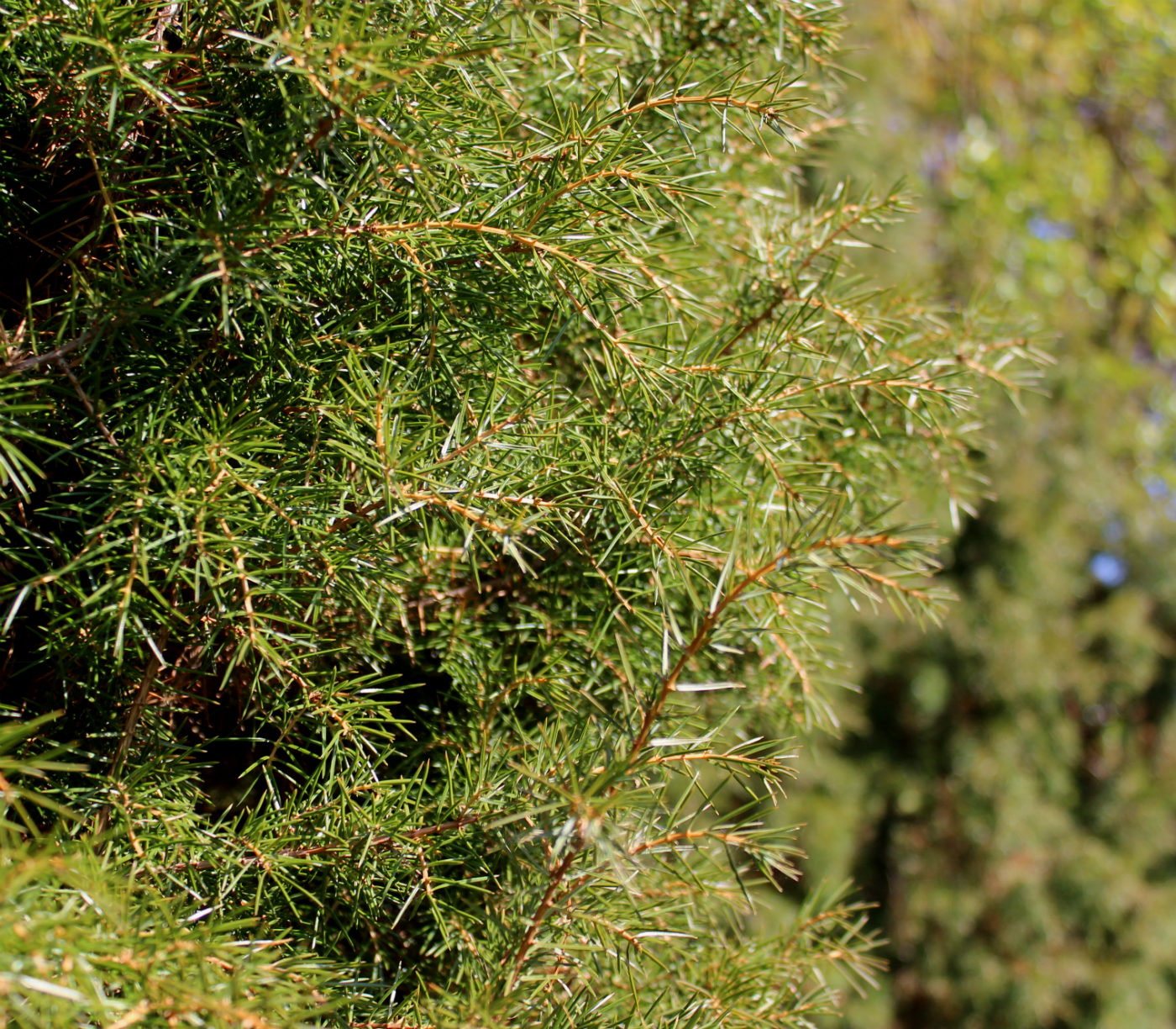 Изображение особи Juniperus rigida.