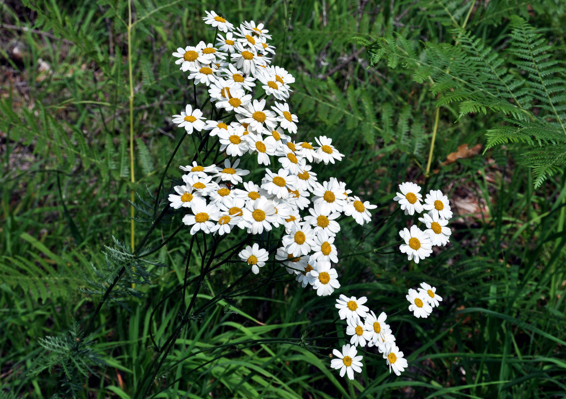 Изображение особи Pyrethrum corymbosum.