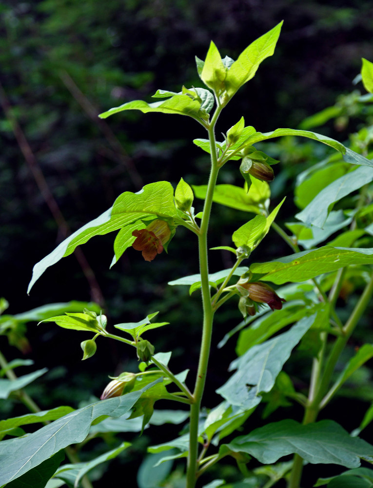 Image of Atropa bella-donna specimen.