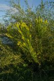 genus Solidago. Цветущее растение. Краснодарский край, МО город-курорт Сочи, Адлерский р-н, м-н Адлер, устье р. Мзымта, травянистая терраса, под кустом Salix. 6 октября 2019 г.