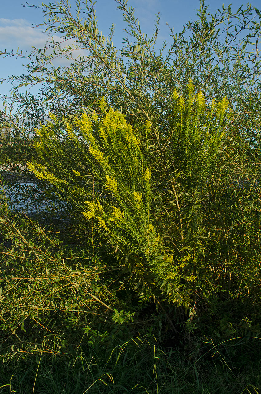 Изображение особи род Solidago.