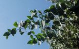 genus Eucalyptus
