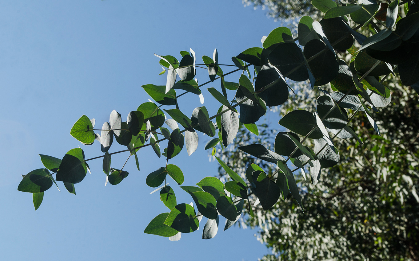 Image of genus Eucalyptus specimen.