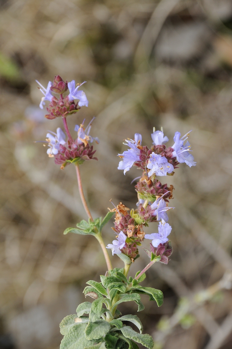 Изображение особи Salvia dorrii.