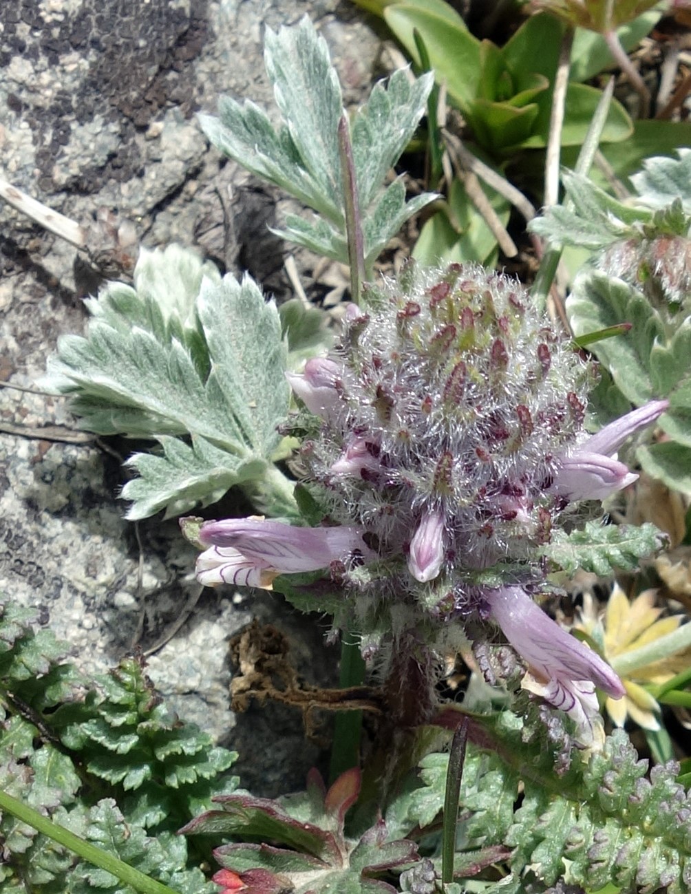 Изображение особи Pedicularis korolkowii.