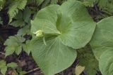 Trillium camschatcense. Верхушка растения с незрелым плодом. Сахалинская обл., Томаринский р-н, окр. г. Томари, долина правого притока р. Томаринка в нижнем течении, смешанный лес. 03.08.2017.