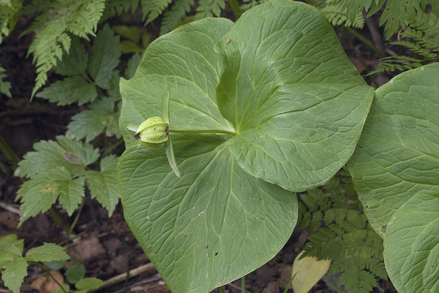 Изображение особи Trillium camschatcense.