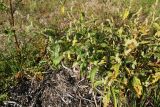 Persicaria scabra