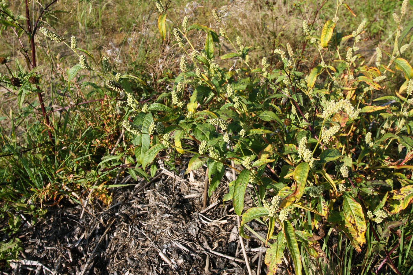 Image of Persicaria scabra specimen.