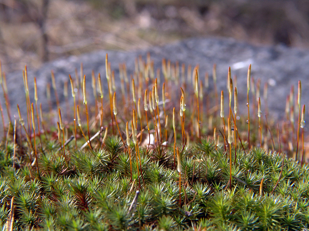 Image of Polytrichum juniperinum specimen.