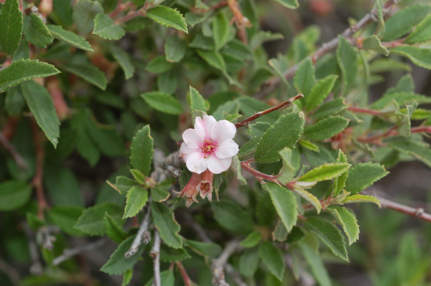 Image of Cerasus erythrocarpa specimen.