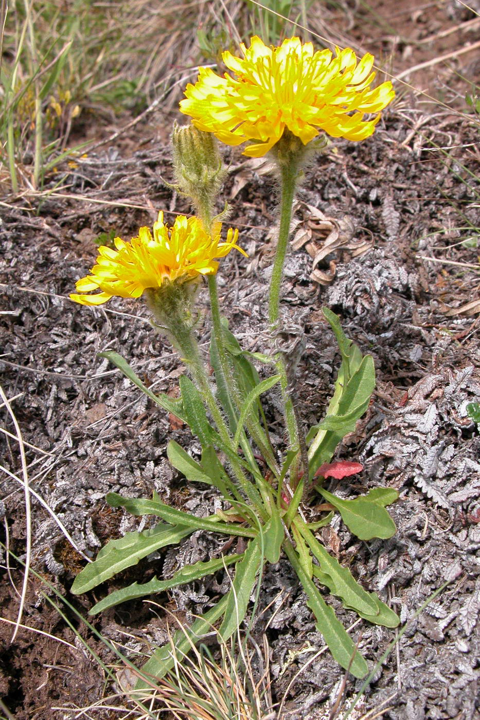 Изображение особи Crepis chrysantha.