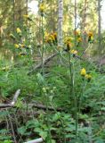 Hieracium murorum