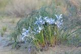 Iris tenuifolia