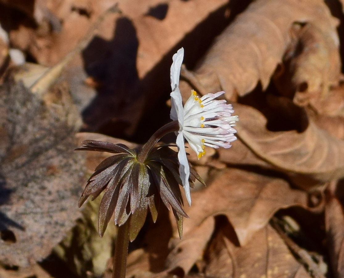Изображение особи Eranthis stellata.