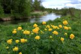 Trollius europaeus. Верхушки цветущих растений. Ленинградская обл., Гатчинский р-н, окр. пос. Пудость, берег р. Ижора. 26.05. 2019 г.