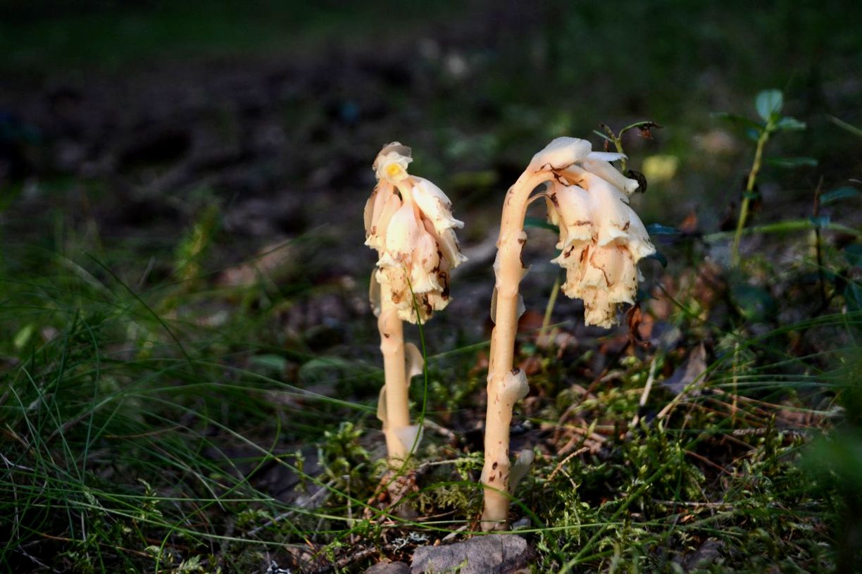 Image of Hypopitys monotropa specimen.