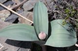 Allium karataviense