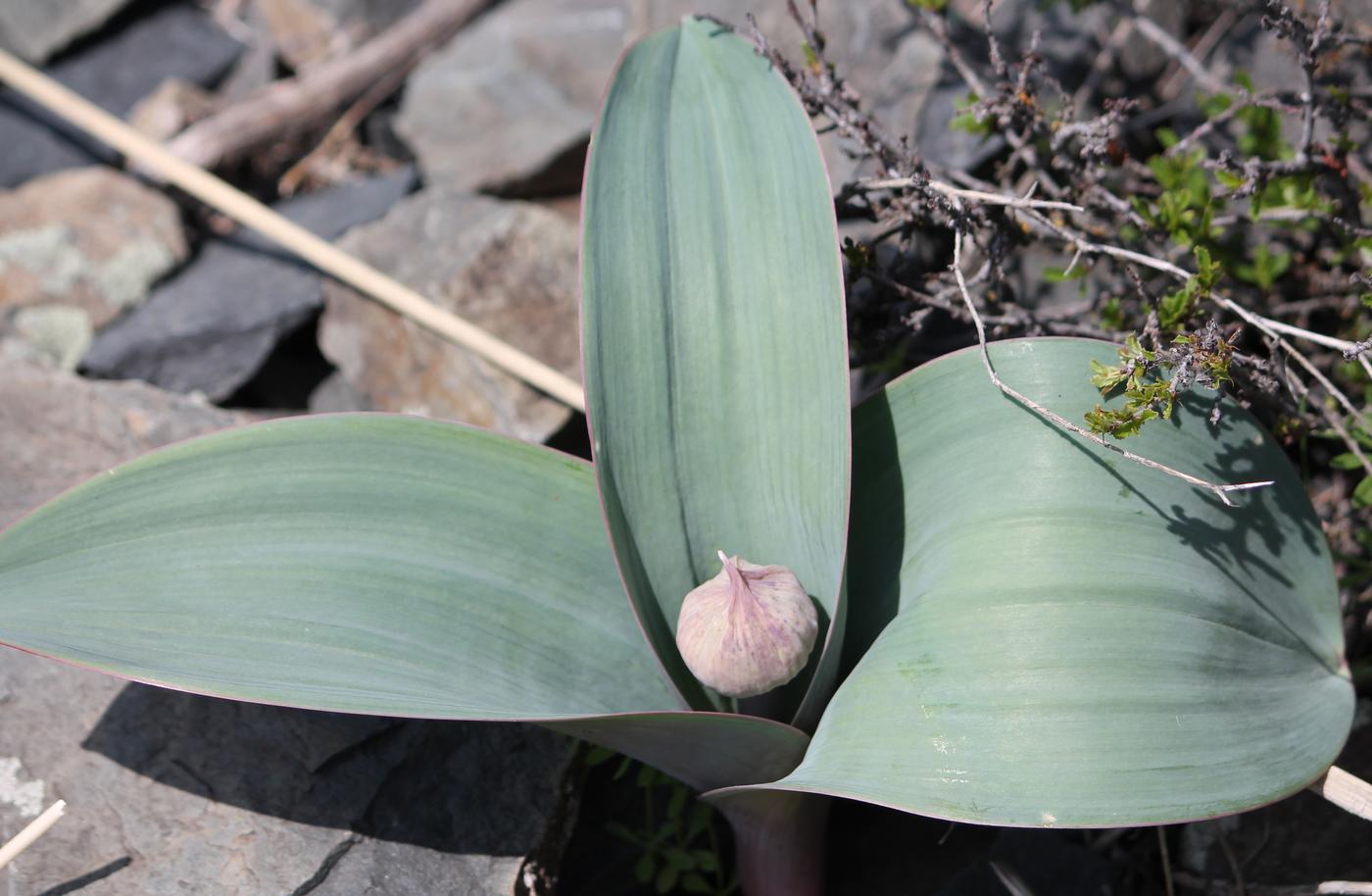 Image of Allium karataviense specimen.