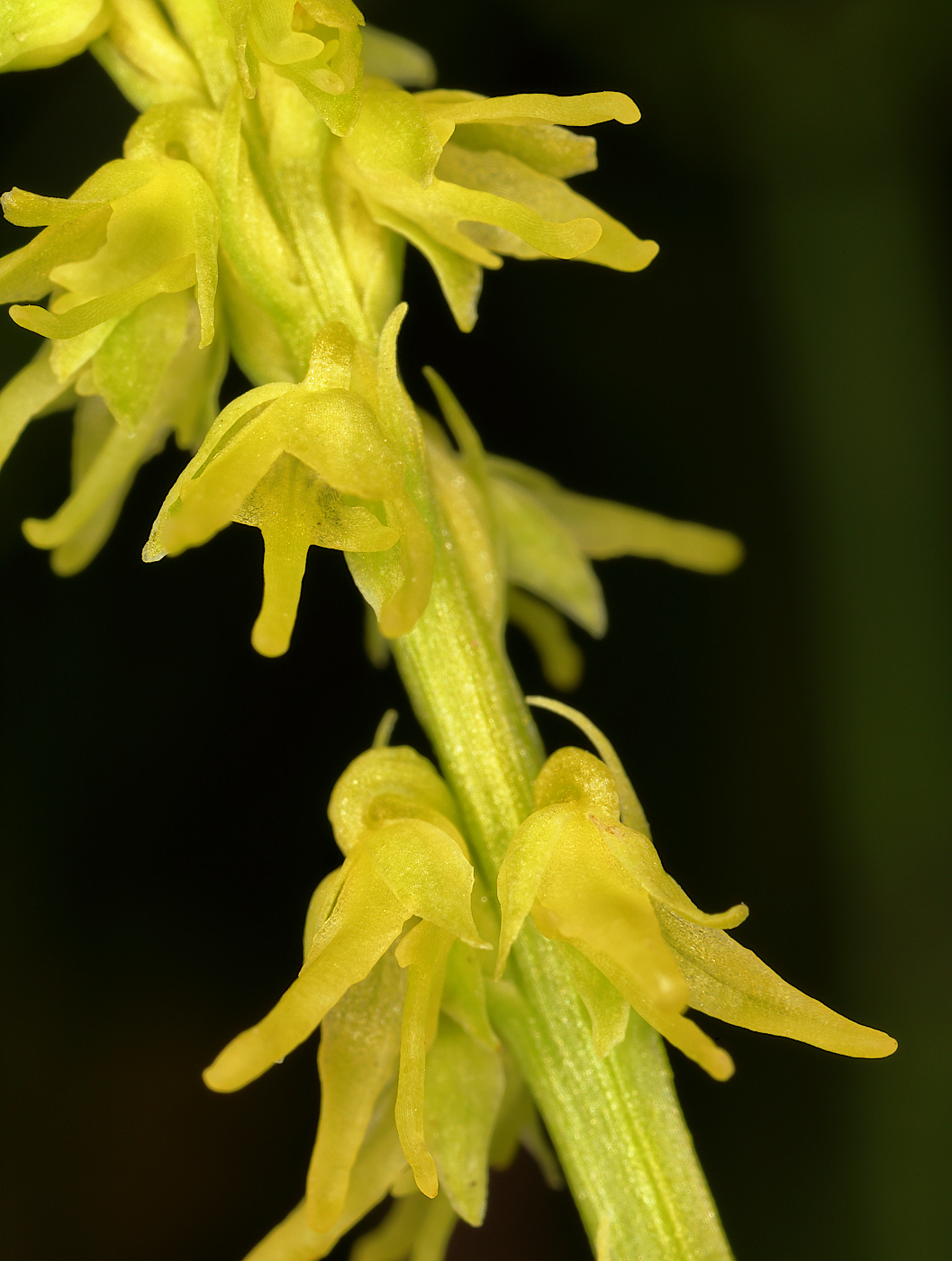 Image of Herminium monorchis specimen.