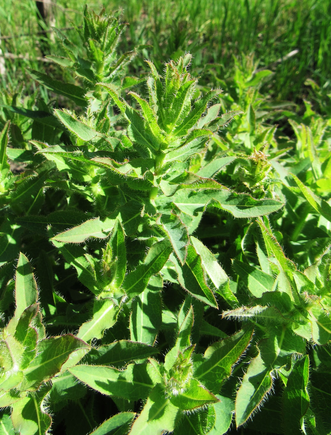 Image of Hieracium virosum specimen.