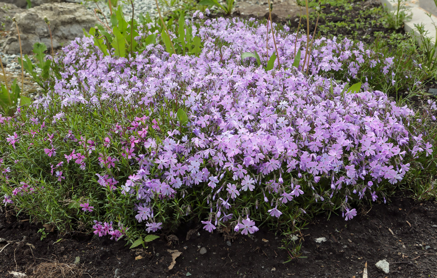 Изображение особи Phlox subulata.