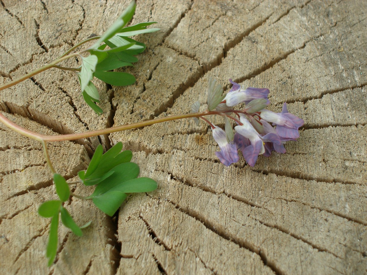 Image of Corydalis solida specimen.