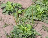 Plantago major