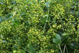 Rubia tinctorum