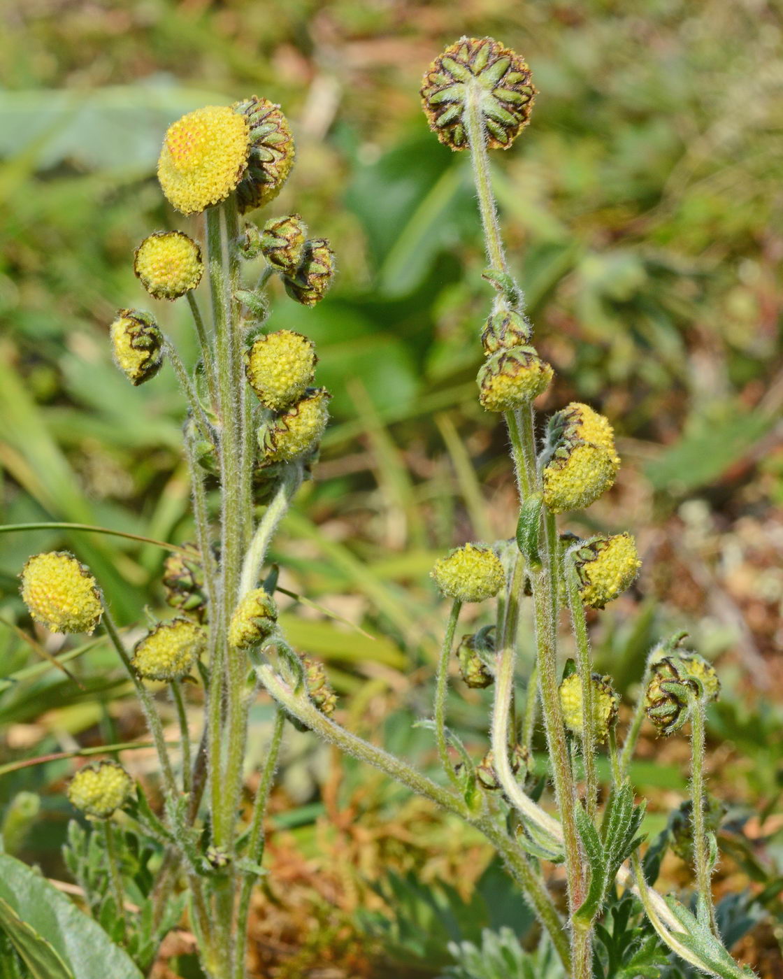 Image of Artemisia norvegica specimen.