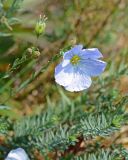 Linum boreale