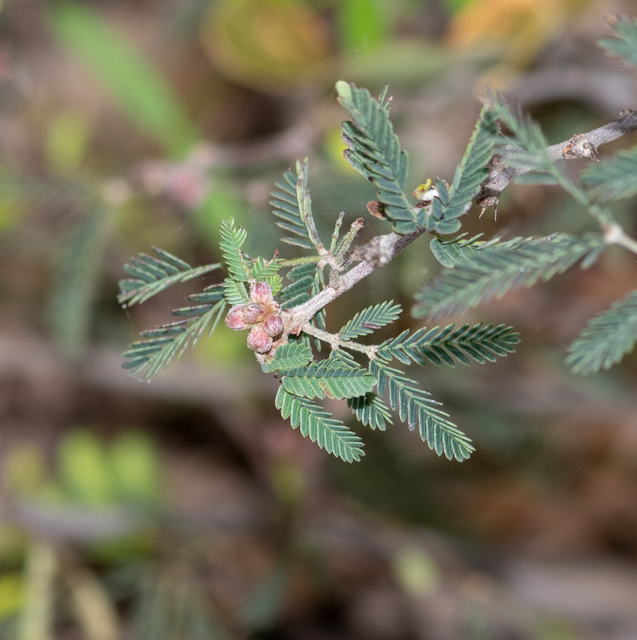 Изображение особи Calliandra eriophylla.