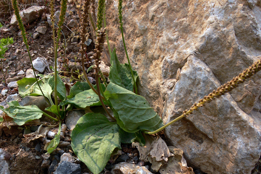 Image of Plantago major specimen.