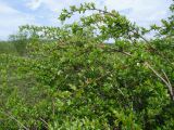 Salix dshugdshurica. Верхушки плодоносящего куста. Магаданская обл., окр. г. Магадан, нижнее течение р. Магаданка, в разреженном ивняке. 18.06.2020.