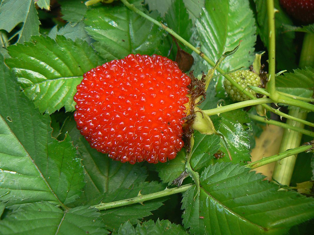 Image of Rubus illecebrosus specimen.