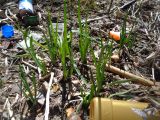 Allium cepa