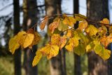 Tilia cordata